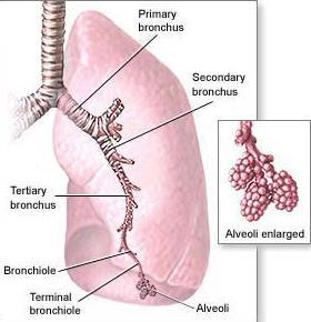La struttura di Bronchi e Polmoni